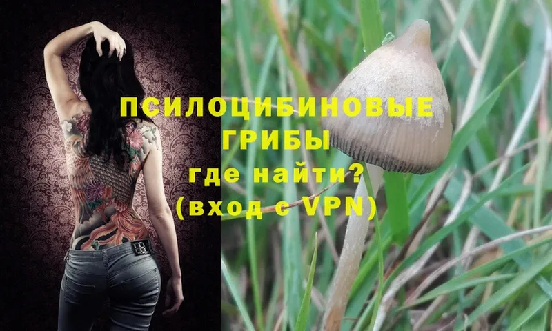 купить наркотики цена  Новокузнецк  Псилоцибиновые грибы Magic Shrooms 